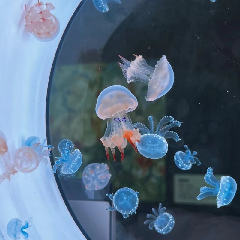 Jellyfish Live Pet Domestic Pet Jellyfish Luminous Desktop Tank Students and Children Easy to Raise Small Pet Animal Gifts