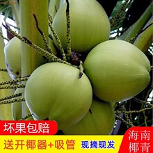 海南带皮椰子现摘现发一件代发仓库现发新鲜椰子树热带水果整箱代