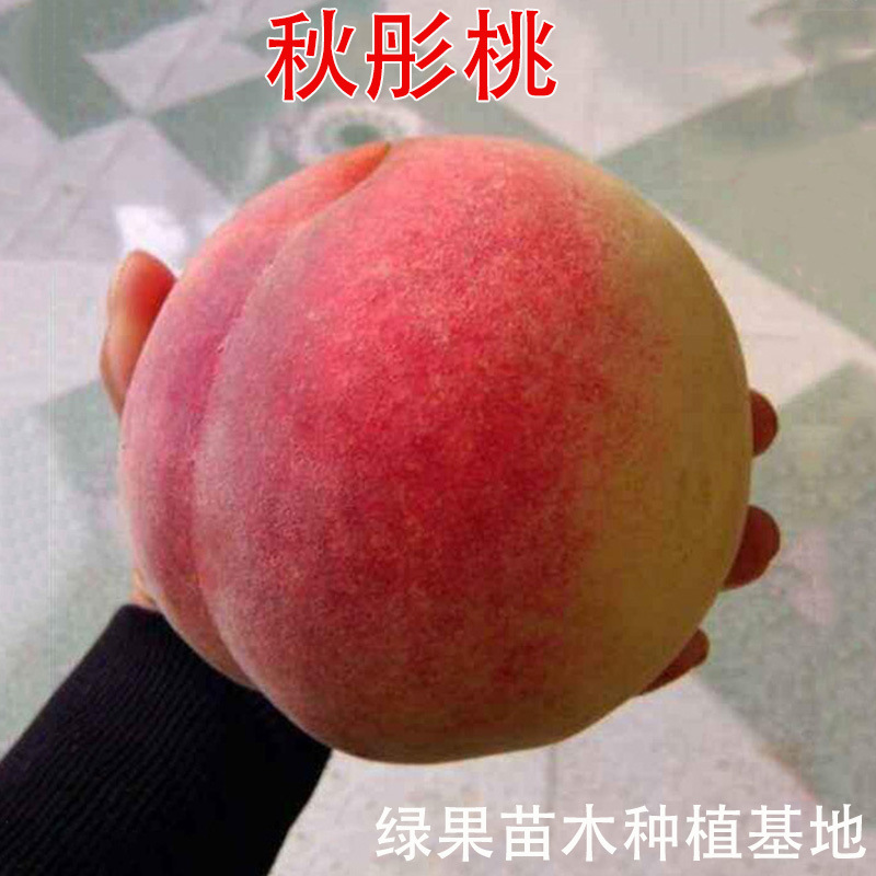 大果脆甜桃 秋彤桃树苗 嫁接桃苗 盆栽地栽果园种植 园林苗木基地