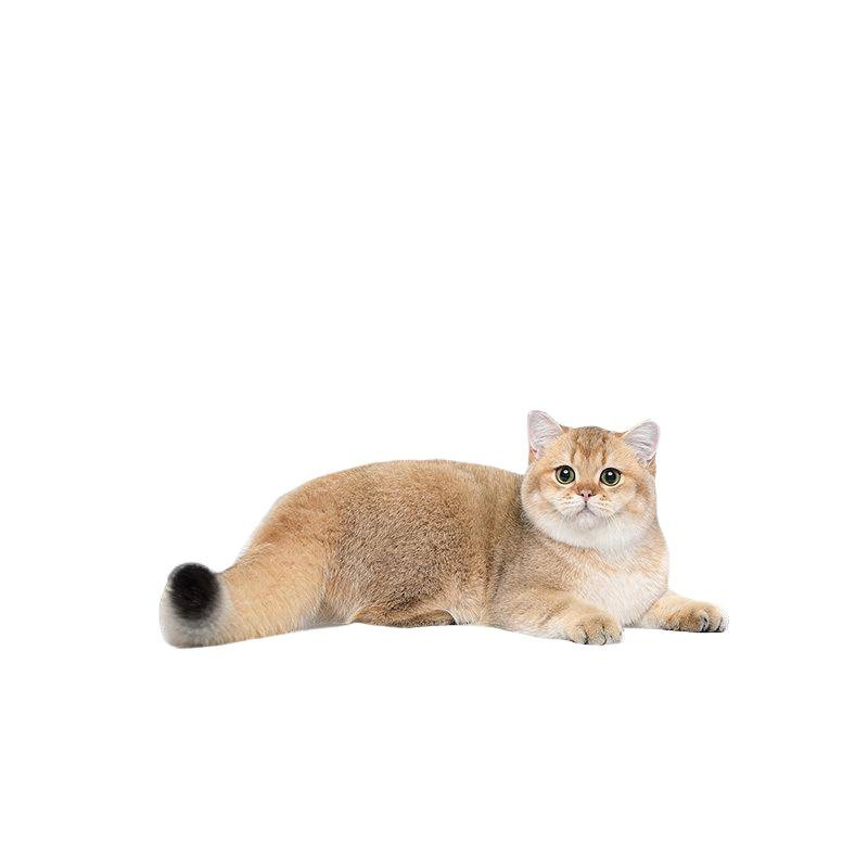 不锈钢家用特大号猫砂盆加高防带砂猫厕所防外溅易清洗猫咪专用品|undefined