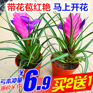 Tillandsia Potted Office Desk Indoor and Outdoor Green Plants and Florals Blooming in All Seasons to Absorb Formaldehyde Iron Fan Princess Hydroponic Pineapple