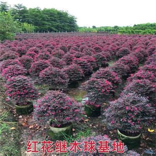 �t���^ľ��@��ͥԺ�Gֲ���ܻh�ʇ����ļ��t�~��ɫ�辰�t��ľ����