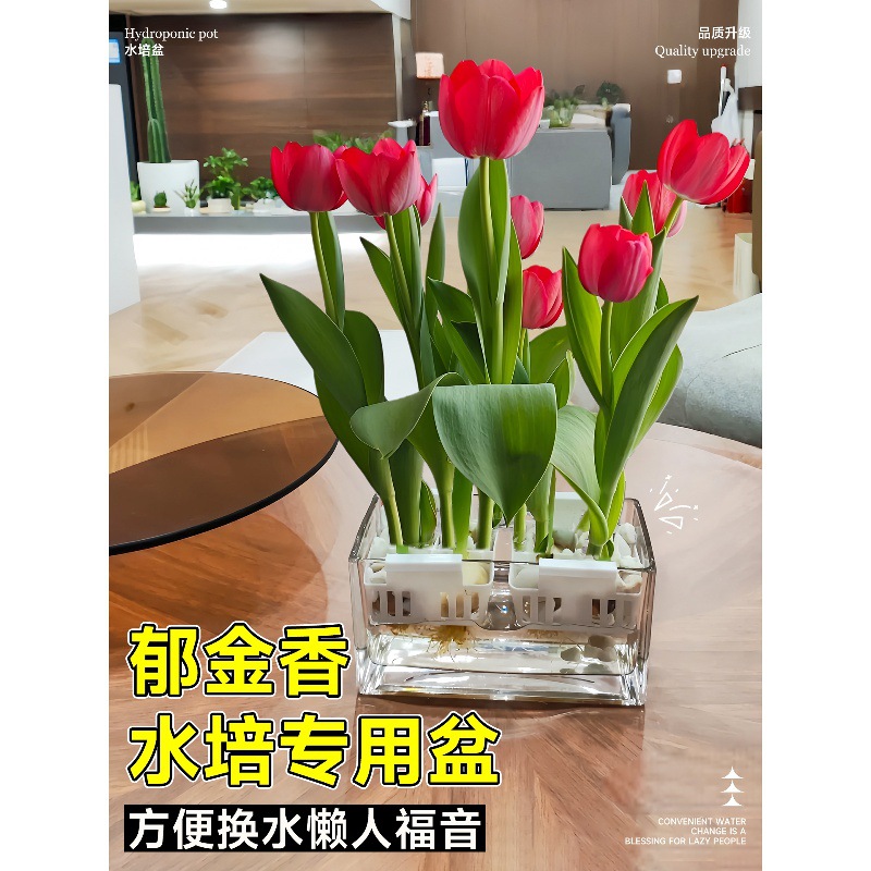水培郁金香种球水培器皿郁金香花瓶专用盆葡萄风信子水培器皿水仙