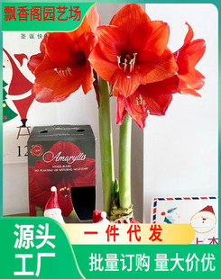 Wholesale High-Quality Amaryllis Bulbs, Amaryllis Seedlings, Various Colors of Amaryllis, Imported Varieties