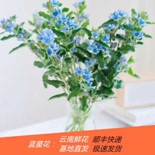 Blue Star Flowers Wholesale Yunnan Flowers Direct Delivery Direct Approval Wedding Arrangement Flower Shop Stall Flowers Community Supply