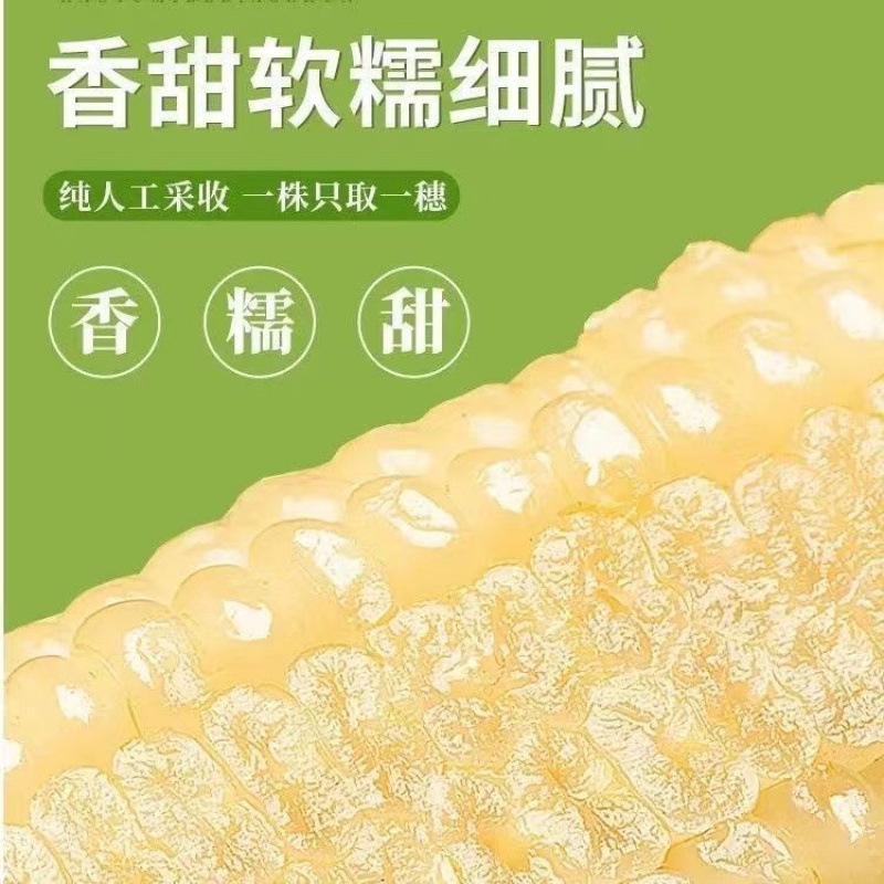東北産新鮮な白もちとうもろこし、非遺伝子組み換えもちとうもろこし、低脂肪食代替品、全粒粉もちとうもろこし、冷凍保存|undefined