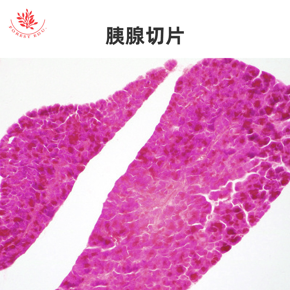 8-胰腺切片