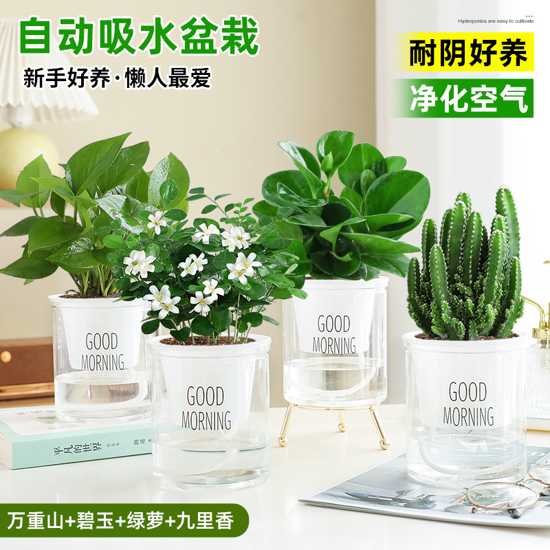 [방사선 방호 패키지] 완중산 + 벽옥 + 청무 + 구리향