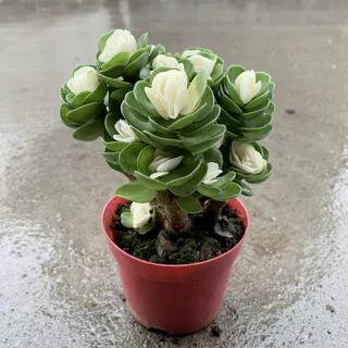 金钱木老桩盆栽多肉植物招财室内办公桌好养绿植花卉防辐射发财树