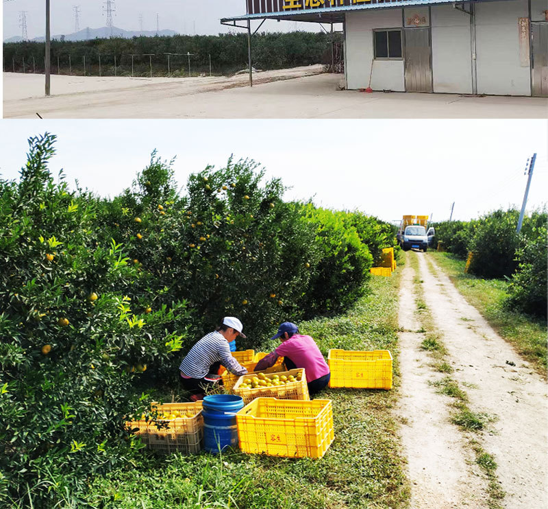 阿里陈皮情页模板_03