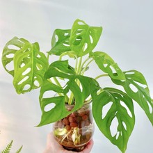 ˮֲļB涴҃ȾGֲû͏dk