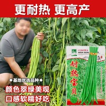 豆角苗早熟高产耐热长豆角种子春季盆栽阳台豇豆辣椒扁豆秧蔬菜苗