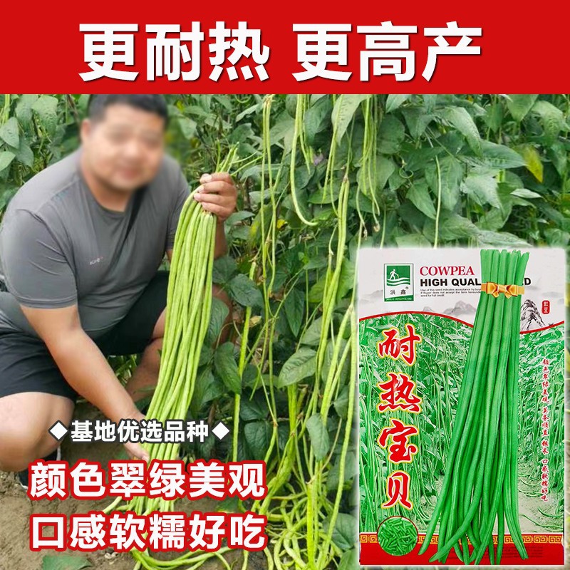 豆角苗早熟高产耐热长豆角种子春季盆栽阳台豇豆辣椒扁豆秧蔬菜苗