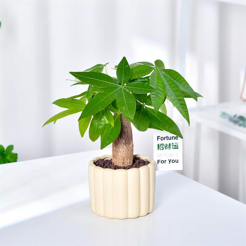 Богатое дерево маленькое горшечное растение комнатное гидропонное растение гостиная удача