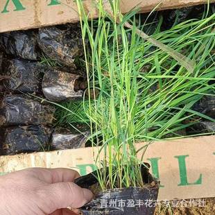Garden Seedlings Reed Seedlings Reed Seedlings Price Reed Seedlings Base Supply Pampas Grass Cattail Aquatic Plants