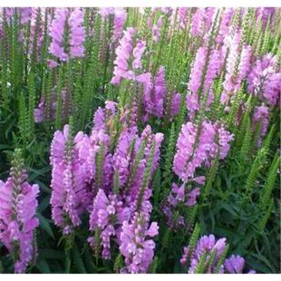 Fake Faucet Seeds Wholesale Landscape Greening Flower Seeds Open Ground Cover Plant Flower Bed Photography Background Flower Sea Flower Seeds