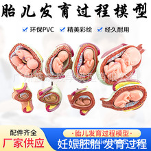 人体胚胎发育模型 妊娠胚胎发育过程 怀孕十月胎儿模型 医学教学