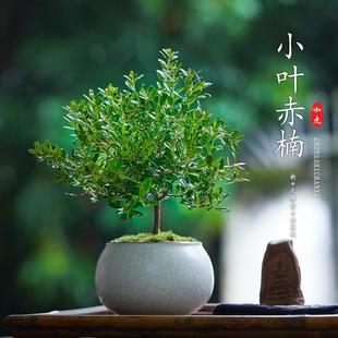 Small-Leaf Red Nan Indoor Potted Plants Are Easy to Maintain in All Seasons, Office Green Plant Ornaments, Desktop Miniature Bonsai Plants, Small Saplings