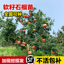 ͻ˹ܛʯԵļͥԺotʯ