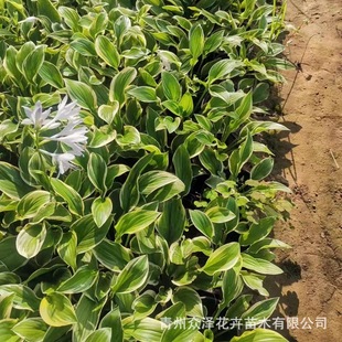 �׻���߅����Ʒ�N�������~�����e��ͥԺ�^�pֲ�ﻨ���쾰����