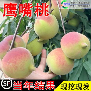 �����Ҙ��������Ҙ������Ә�޽���V�|�����Nֲ�ش��������