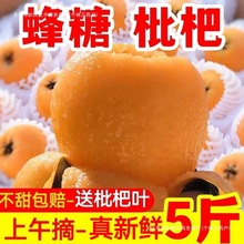 四川大五星枇杷高山新鲜枇杷水果当应季水果琵琶整箱大红袍其他无