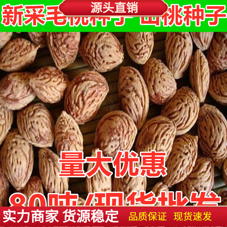 新采毛桃种子山桃种子 毛桃树 毛桃核 桃子桃核种子 桃树种子包邮