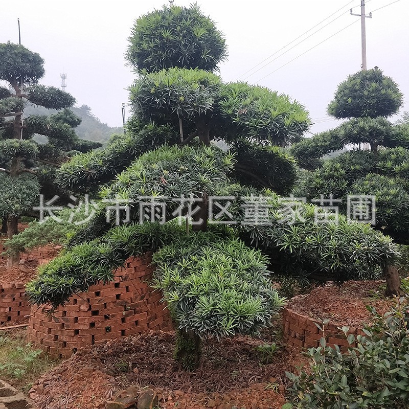 造型罗汉松基地直接供应 地经10公分 高度2-2.5米 湖南造型罗汉松