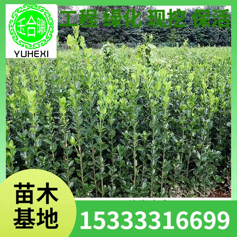 Четырехсезонные вечнозеленые крупнолистные самшитовые саженцы зимней зелени Хоккайдо, высокие, для ограды во дворе, специальные, морозостойкие.