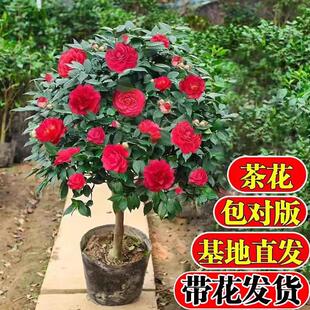 �ļ��軨���Ի�����ɫ�൤����ɽ�軨����ͥԺ�ͺ��������҃�ֲ��
