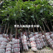 ���A���ۘ��m�ش�ʯ�������ļ��޽�������Ϸ��NֲͥԺˮ�������