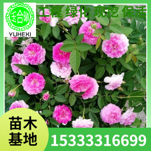 Strong-Scented Multi-Flowered Aunt Maiki Rose Seedlings Potted Miniature Maiki Blooms in the Same Year and Blooms Purple in All Seasons