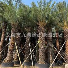 福建彎桿中東海棗批發價格 2-6米桿高規格齊全棕櫚樹產地批發