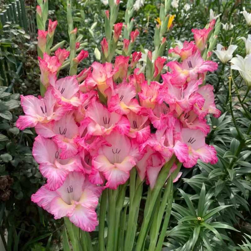 Луковицы гладиолуса, многолетний цветок в горшке, тринадцать Taibao, гладиолус круглый год, двор, уличные весенне-осенние луковицы растений