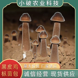 菌菇种苗;羊肚菌;其他蔬菜