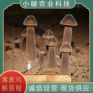 现货供应 黑皮鸡枞菌包 菌种 多种菌包 出菇均匀 现货批发商用