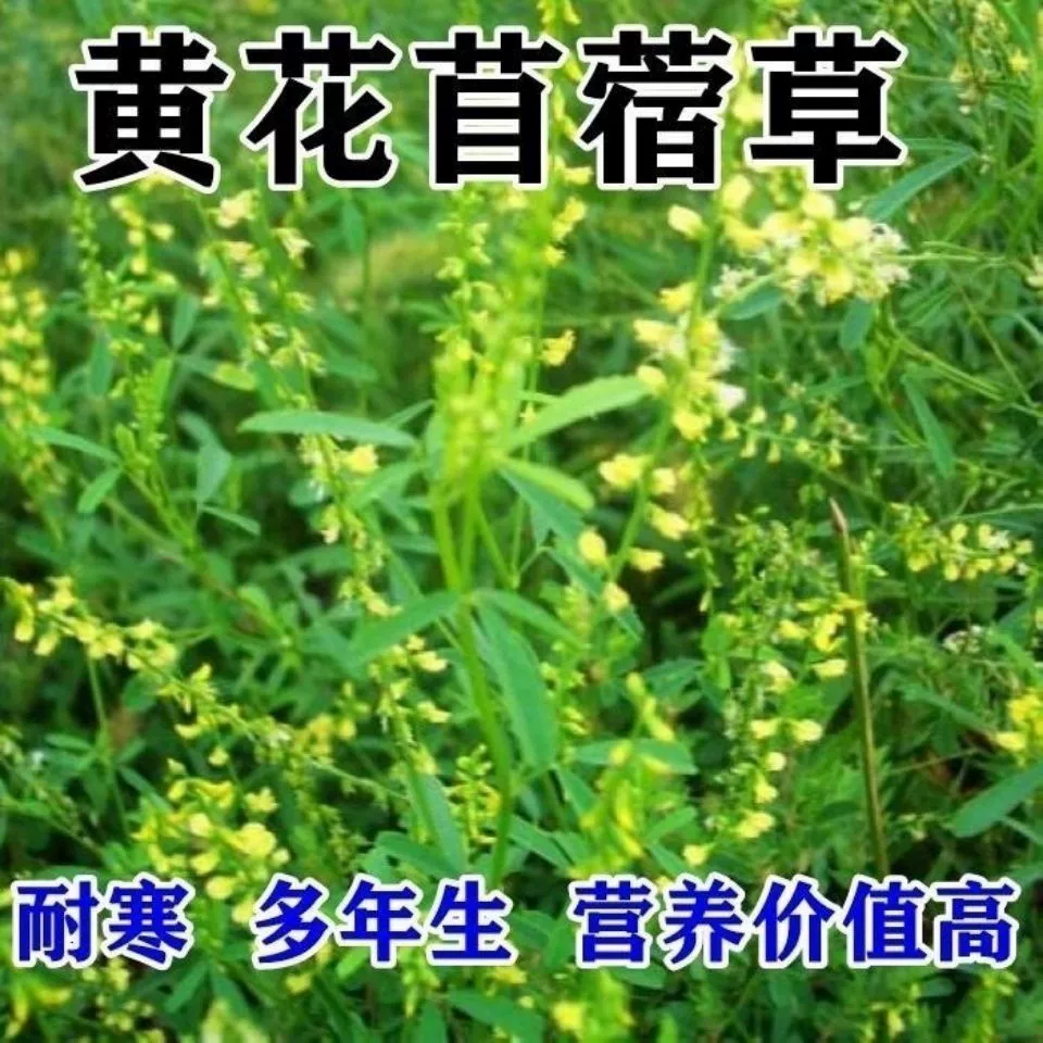 Люцерна трава и носорог многолетние семена корма