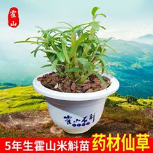 ��ɽ������ԭ�a��ֱ�l�����FƤʯ�������ԷNֲ�ͻ��|���ϰ��]