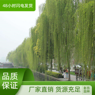 垂柳小苗 树苗柳树 枝条 垂杨柳树苗 竹柳树苗 批发直柳-阿里巴巴