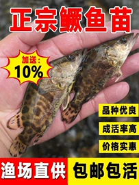 观赏鱼;其它水族用品;观赏鱼饲料
