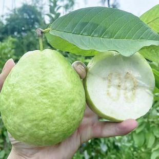 �V�����İŘ����ô������r���䷾��ʯ��һ����