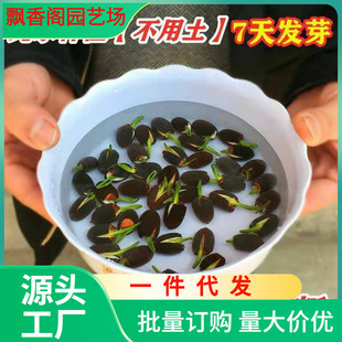 Dropshipping Bowl Lotus Water Madonna Lotus Flower Hydroponic Green Plant Potted Water Culture Four L Season Flowering Fish Tank Water