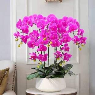 Phalaenopsis Flower Potted Four-Season Flower Bud Plant with Continuous Flowering All Year Round Indoor Florals and Green Plants That Are Easy to Live