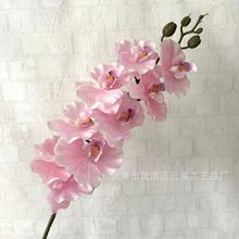 �Wʽ���^�����m�Ҿӿ͏dܛ�b�廨��c�Ƶ껨���쾰�zӰ���߼ٻ�