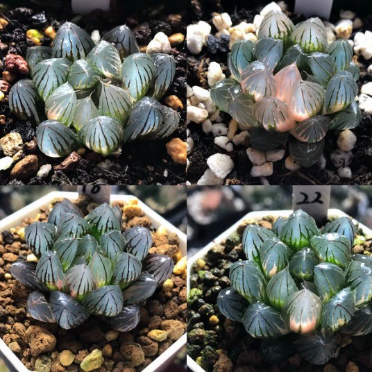 Коллекция натуральных суккулентов Neon Jade Dew Brocade декабрь.