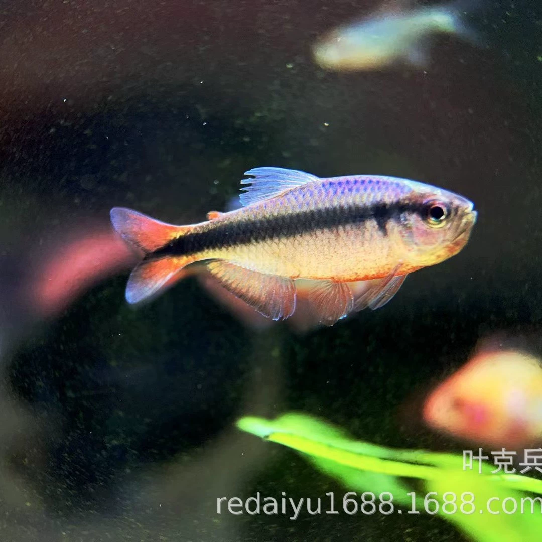 Шанхай Тропические Рыбы Синяя Лента Тип III Тип II Дьявол Бразильский Дьявол Фонарь Редкая Трава Танк Декоративные Рыбы Продвинутые Рыбы