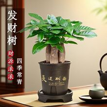 发财树盆栽室内客厅绿植桌面花卉中式禅意运植物四季常青好养工厂