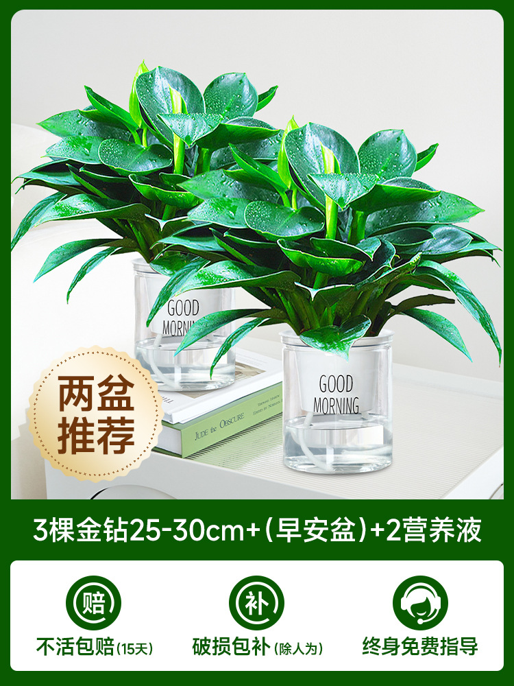 [화분 2개 권장] 골든 다이아몬드 3개 + (굿모닝 화분) + 영양액 2개