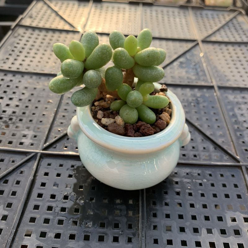 小さな多肉植物、超かわいい、貴重で希少な親指鉢、ミニ鉢植え、鉢付き多肉植物鉢植え、小さな古い支柱|undefined