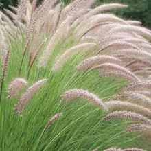 ��β�ݷN���ļ��_���׷N����҃��̨���ԾGֲͥԺ�^�p���ܷN